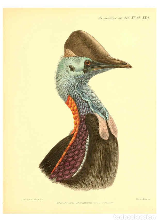 Sammeln von Zeitschriften und Zeitungen: Reproducci&oacute;n/Reproduction 6097428348: A monograph of the genus Casuarius London :Zoological Society