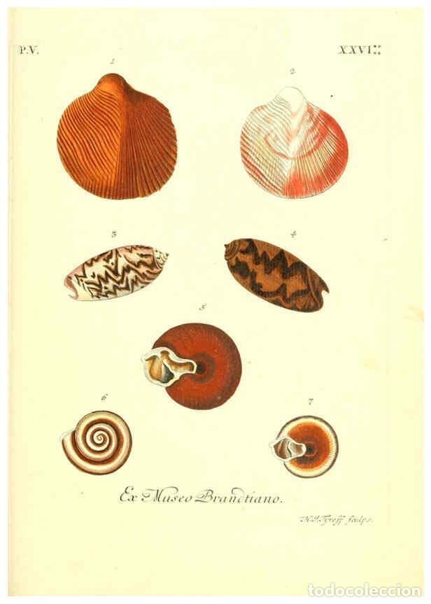 Sammeln von Zeitschriften und Zeitungen: Reproducci&oacute;n/Reproduction 6096657338: Vergn&uuml;gen der Augen und des Gem&uuml;ths. v.2 atlas. [Nuremberg :17