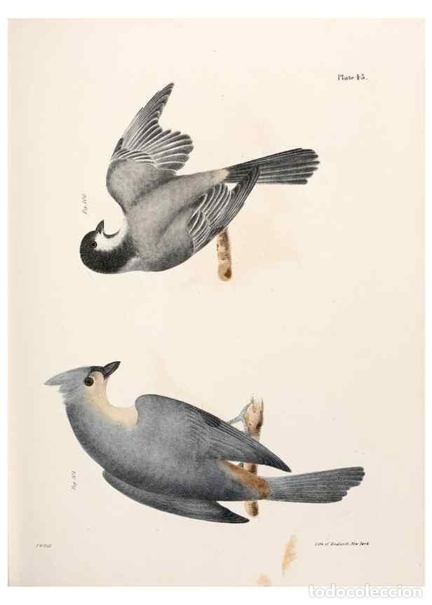 Sammeln von Zeitschriften und Zeitungen: Reproducci&oacute;n/Reproduction 7894677878: Zoology of New York;. Albany :W. & A. White & J. Visscher :184
