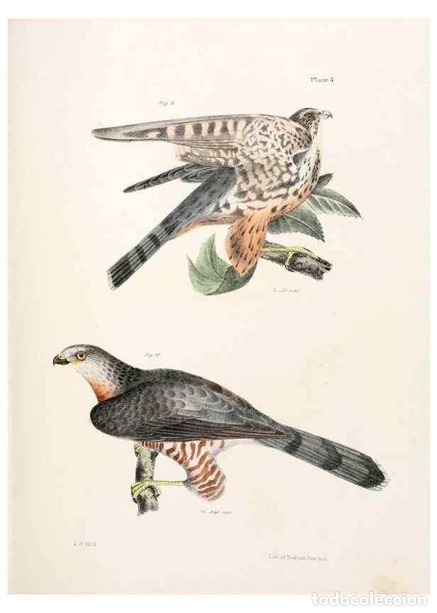 Sammeln von Zeitschriften und Zeitungen: Reproducci&oacute;n/Reproduction 7894646612: Zoology of New York;. Albany :W. & A. White & J. Visscher :184