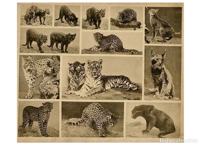 Sammeln von Zeitschriften und Zeitungen: Reproducci&oacute;n/Reproduction 6096227907: Das thierleben in Sch&ouml;nbrunn Wien :Gerlach,[1904] - Anton Karl