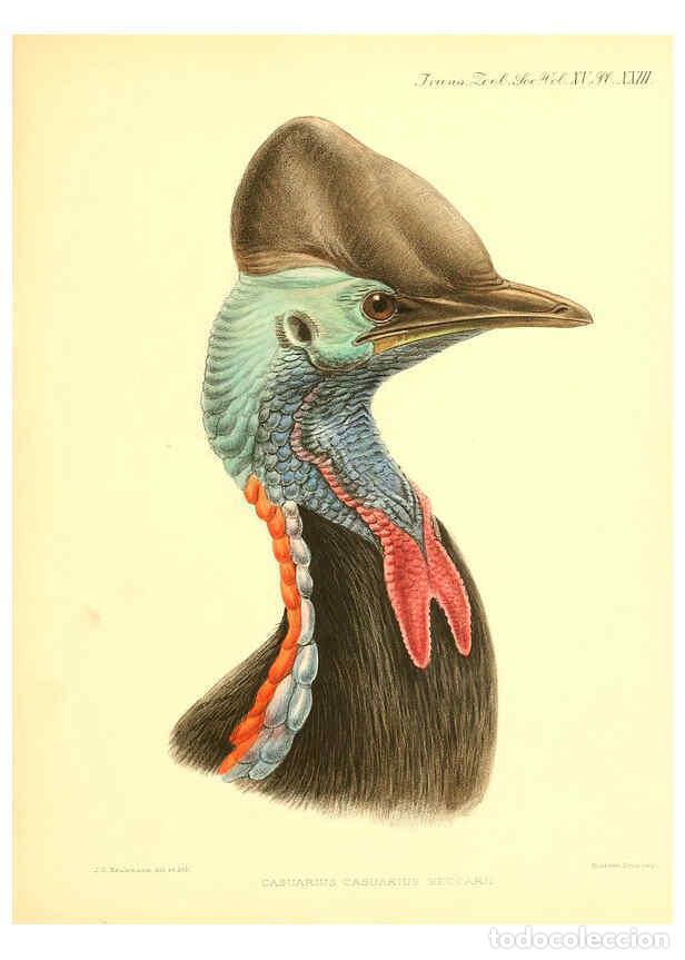 Sammeln von Zeitschriften und Zeitungen: Reproducci&oacute;n/Reproduction 6097425578: A monograph of the genus Casuarius London :Zoological Society