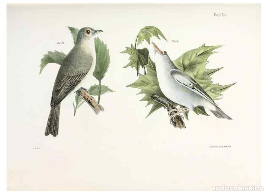 Sammeln von Zeitschriften und Zeitungen: Reproducci&oacute;n/Reproduction 7894670186: Zoology of New York;. Albany :W. & A. White & J. Visscher :184