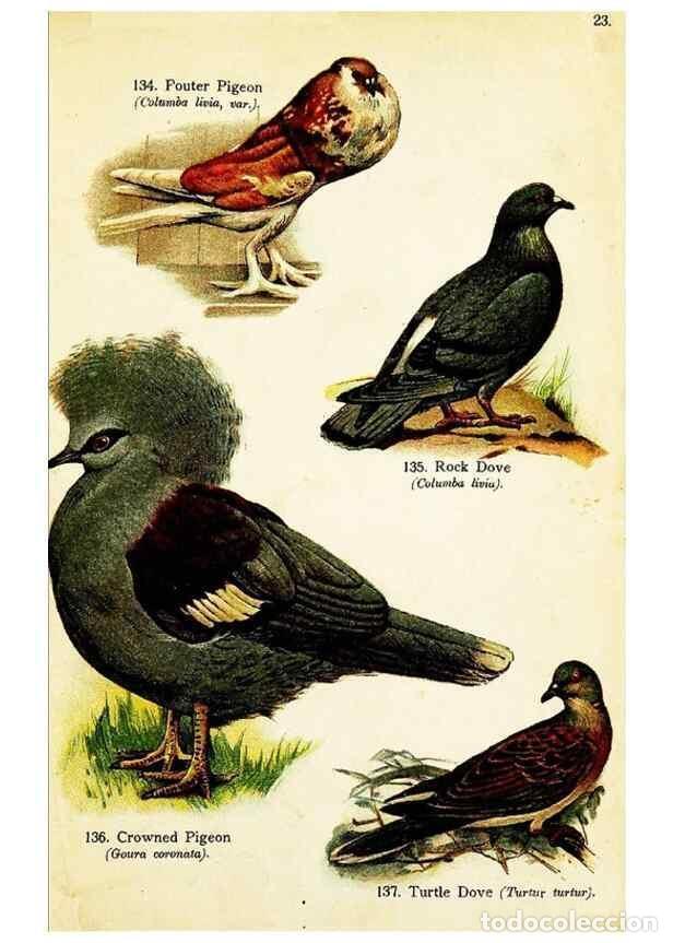 Colecionismo de Revistas e Jornais: Reproducci&oacute;n/Reproduction 7971249032: Birds of the world for young people,. New York,F.A. Stokes Com