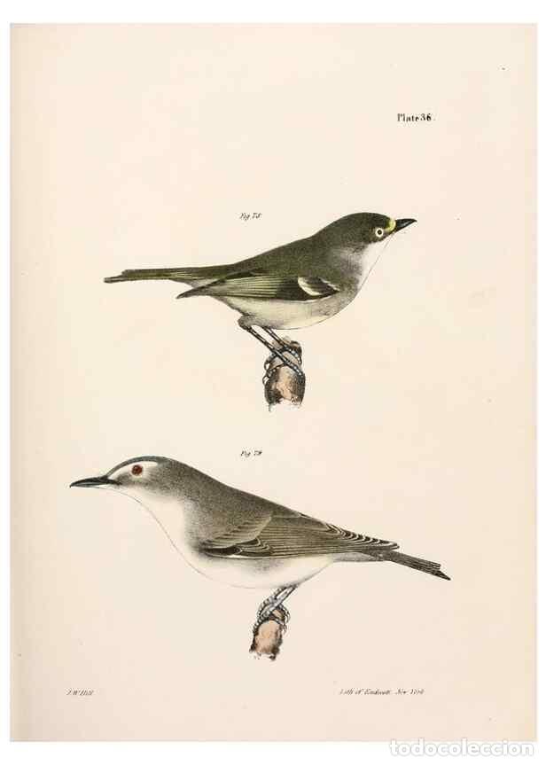 Colecionismo de Revistas e Jornais: Reproducci&oacute;n/Reproduction 7894671680: Zoology of New York;. Albany :W. & A. White & J. Visscher :184