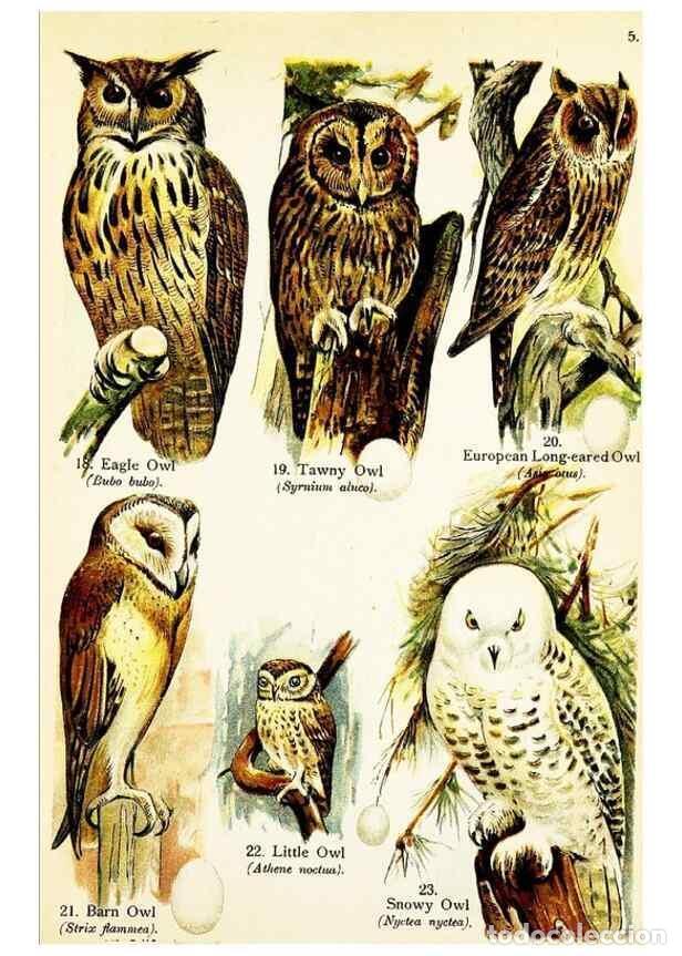 Colecionismo de Revistas e Jornais: Reproducci&oacute;n/Reproduction 7971255648: Birds of the world for young people,. New York,F.A. Stokes Com