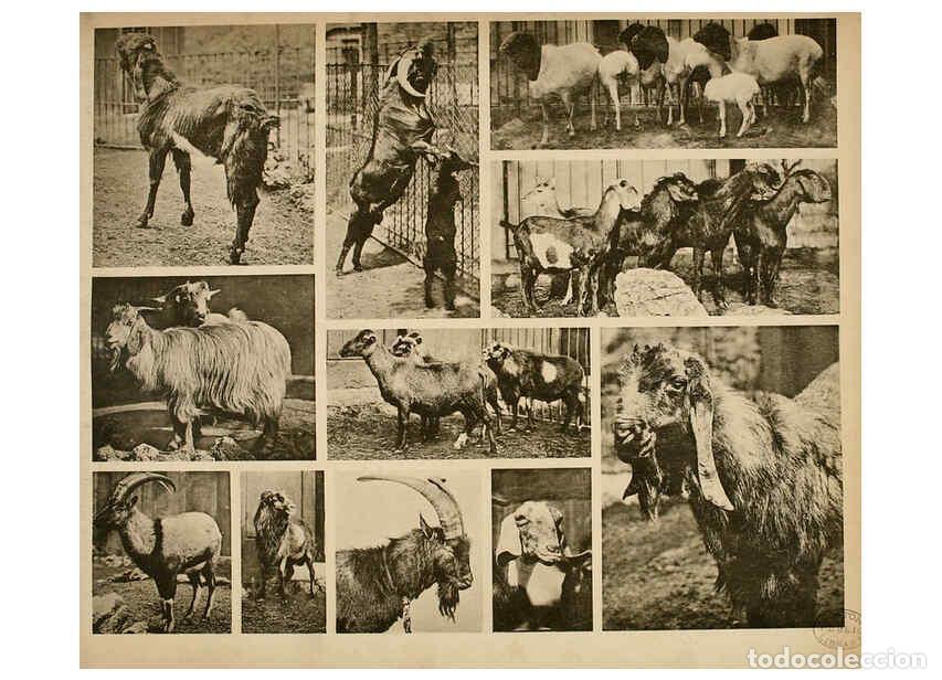 Colecionismo de Revistas e Jornais: Reproducci&oacute;n/Reproduction 6096231861: Das thierleben in Sch&ouml;nbrunn Wien :Gerlach,[1904] - Anton Karl