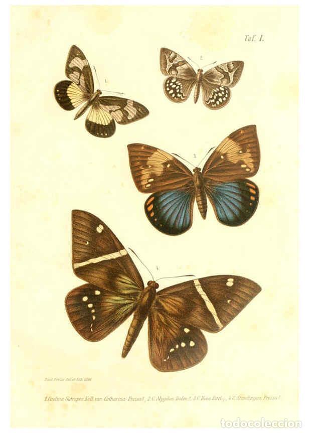 Colecionismo de Revistas e Jornais: Reproducci&oacute;n/Reproduction 6096703434: Neue und seltene Arten des Lepidopteren-Genus Castnia Ludwigsh