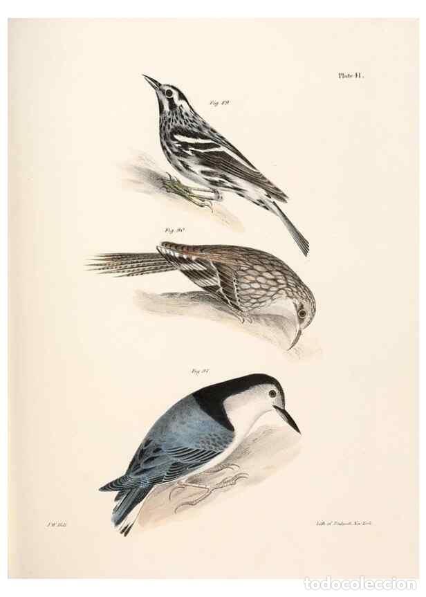 Colecionismo de Revistas e Jornais: Reproducci&oacute;n/Reproduction 7894675210: Zoology of New York;. Albany :W. & A. White & J. Visscher :184