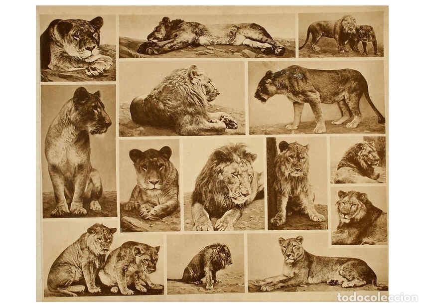 Colecionismo de Revistas e Jornais: Reproducci&oacute;n/Reproduction 6096228447: Das thierleben in Sch&ouml;nbrunn Wien :Gerlach,[1904] - Anton Karl