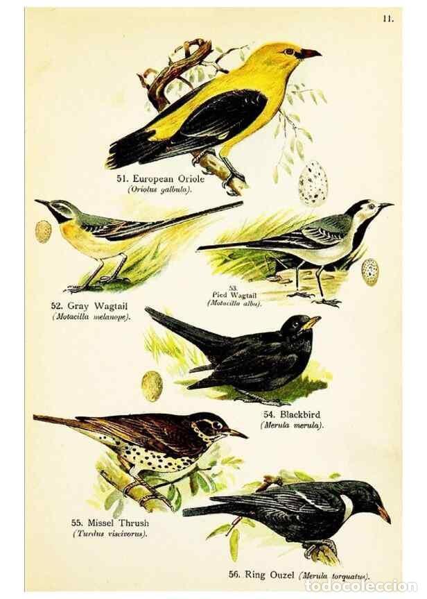 Colecionismo de Revistas e Jornais: Reproducci&oacute;n/Reproduction 7971262416: Birds of the world for young people,. New York,F.A. Stokes Com