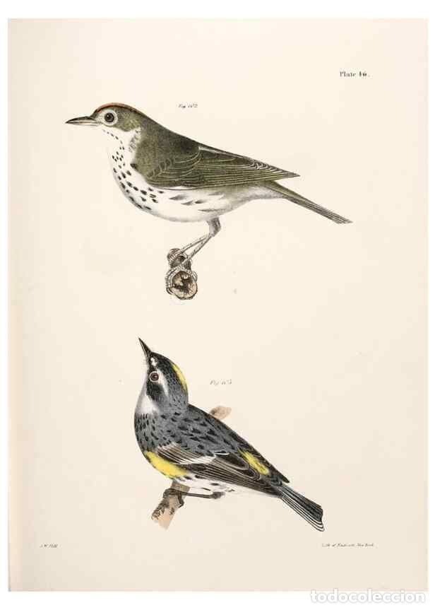 Colecionismo de Revistas e Jornais: Reproducci&oacute;n/Reproduction 7894678500: Zoology of New York;. Albany :W. & A. White & J. Visscher :184