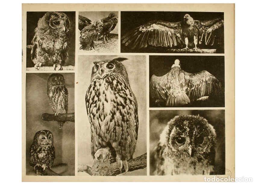 Colecionismo de Revistas e Jornais: Reproducci&oacute;n/Reproduction 6096229717: Das thierleben in Sch&ouml;nbrunn Wien :Gerlach,[1904] - Anton Karl