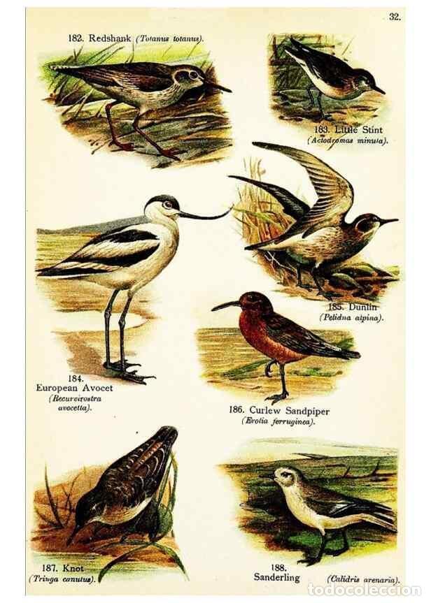 Colecionismo de Revistas e Jornais: Reproducci&oacute;n/Reproduction 7971245072: Birds of the world for young people,. New York,F.A. Stokes Com