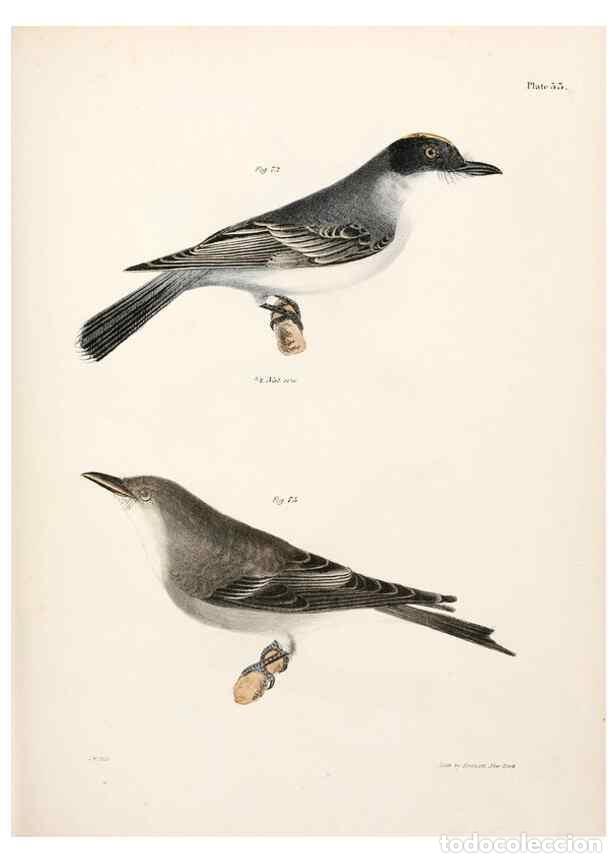 Colecionismo de Revistas e Jornais: Reproducci&oacute;n/Reproduction 7894669576: Zoology of New York;. Albany :W. & A. White & J. Visscher :184