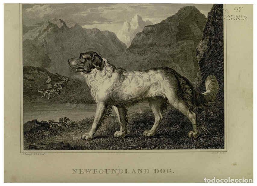 Colecionismo de Revistas e Jornais: Reproducci&oacute;n/Reproduction 6099464957: The sportsman's repository London,Henry G. Bohn,1845 - John Sc