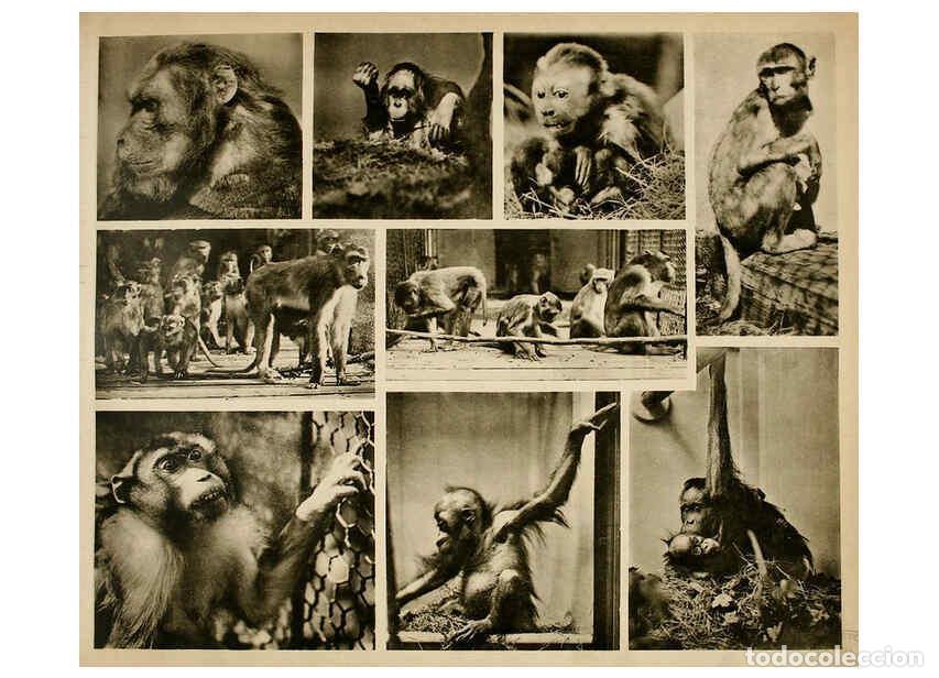 Colecionismo de Revistas e Jornais: Reproducci&oacute;n/Reproduction 6096230917: Das thierleben in Sch&ouml;nbrunn Wien :Gerlach,[1904] - Anton Karl