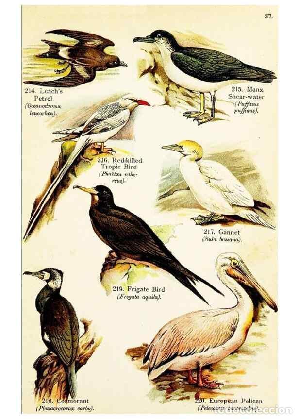 Colecionismo de Revistas e Jornais: Reproducci&oacute;n/Reproduction 7971221872: Birds of the world for young people,. New York,F.A. Stokes Com