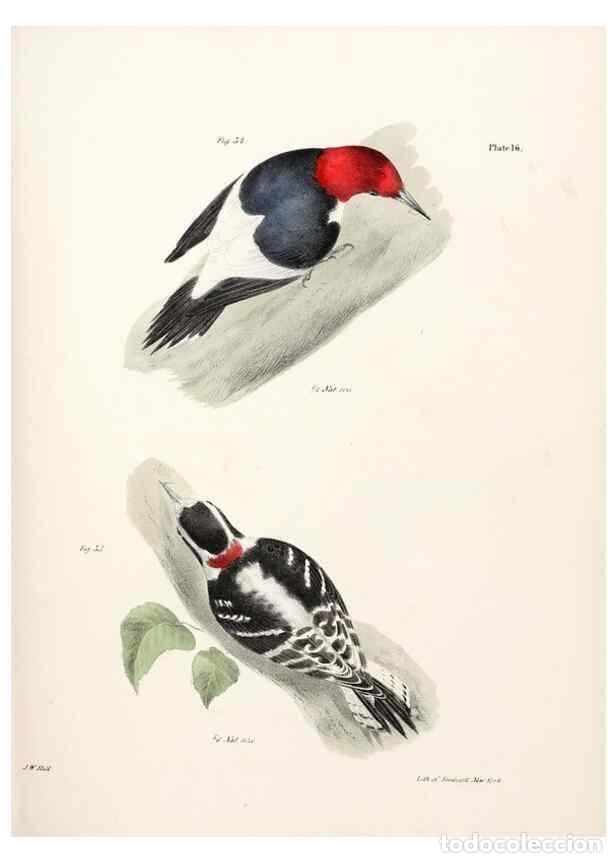 Colecionismo de Revistas e Jornais: Reproducci&oacute;n/Reproduction 7894655814: Zoology of New York;. Albany :W. & A. White & J. Visscher :184