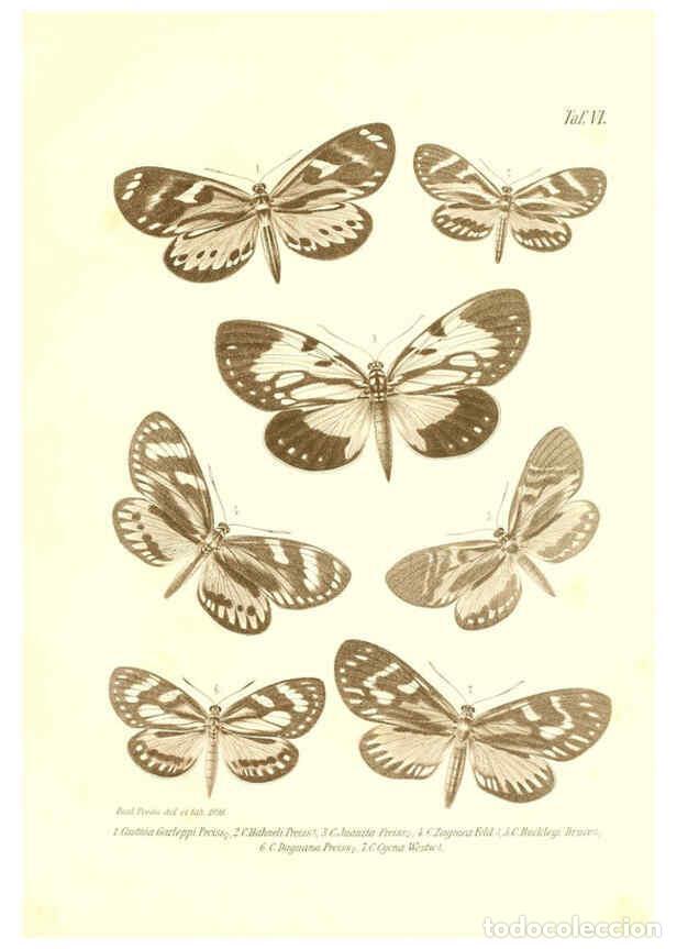 Colecionismo de Revistas e Jornais: Reproducci&oacute;n/Reproduction 6096159851: Neue und seltene Arten des Lepidopteren-Genus Castnia Ludwigsh