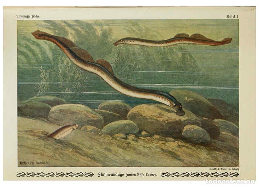 Colecionismo de Revistas e Jornais: Reproducci&oacute;n/Reproduction 6103140442: Unsere S&uuml;&szlig;wasserfische Leipzig :Quelle & Meyer,1913 - Emil Wal