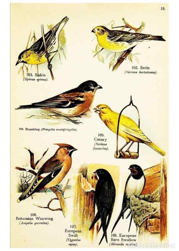 Collezionismo di Riviste e Giornali: Reproducci&oacute;n/Reproduction 7971267826: Birds of the world for young people,. New York,F.A. Stokes Com