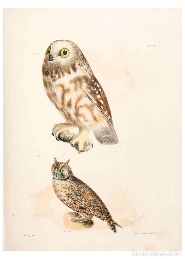 Collezionismo di Riviste e Giornali: Reproducci&oacute;n/Reproduction 7894652150: Zoology of New York;. Albany :W. & A. White & J. Visscher :184