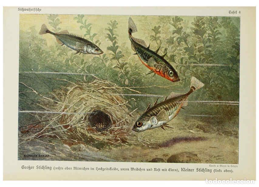 Collezionismo di Riviste e Giornali: Reproducci&oacute;n/Reproduction 6102595905: Unsere S&uuml;&szlig;wasserfische Leipzig :Quelle & Meyer,1913 - Emil Wal