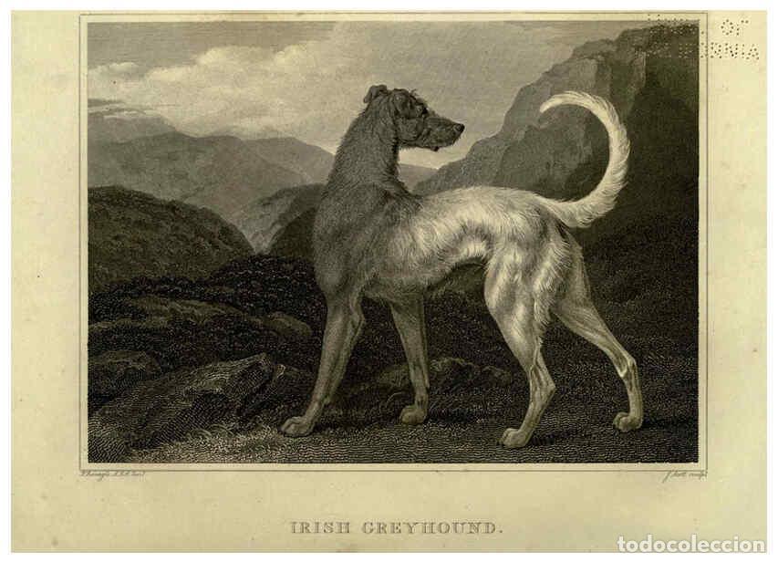 Collezionismo di Riviste e Giornali: Reproducci&oacute;n/Reproduction 6099462655: The sportsman's repository London,Henry G. Bohn,1845 - John Sc