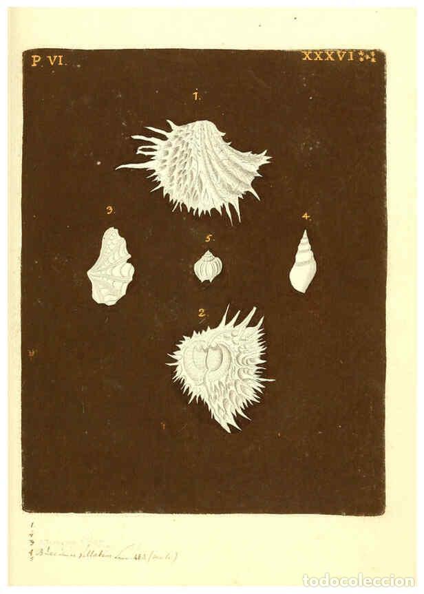 Collezionismo di Riviste e Giornali: Reproducci&oacute;n/Reproduction 6096125073: Vergn&uuml;gen der Augen und des Gem&uuml;ths. v.2 atlas. [Nuremberg :17