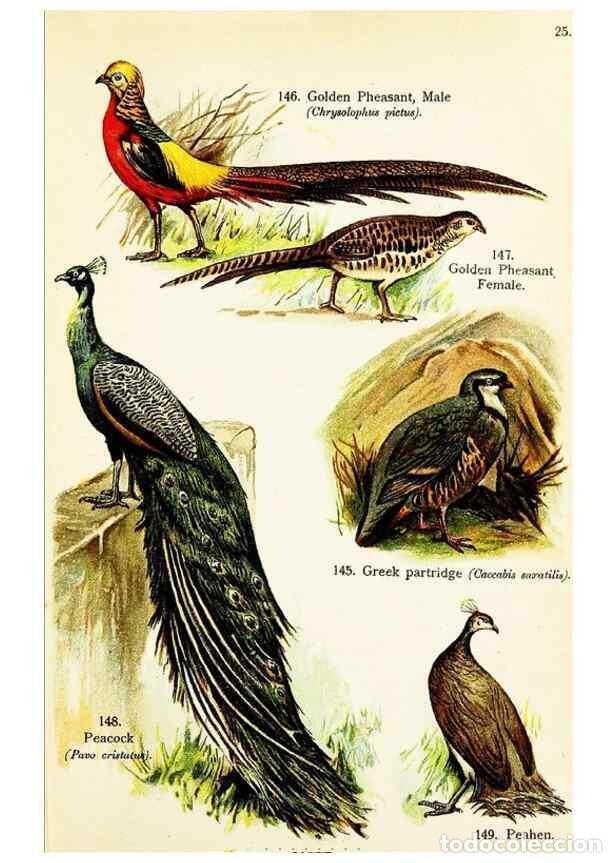 Collezionismo di Riviste e Giornali: Reproducci&oacute;n/Reproduction 7971235792: Birds of the world for young people,. New York,F.A. Stokes Com