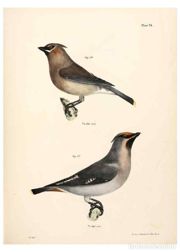 Collezionismo di Riviste e Giornali: Reproducci&oacute;n/Reproduction 7894664280: Zoology of New York;. Albany :W. & A. White & J. Visscher :184