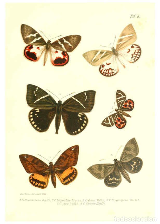 Collezionismo di Riviste e Giornali: Reproducci&oacute;n/Reproduction 6096158963: Neue und seltene Arten des Lepidopteren-Genus Castnia Ludwigsh