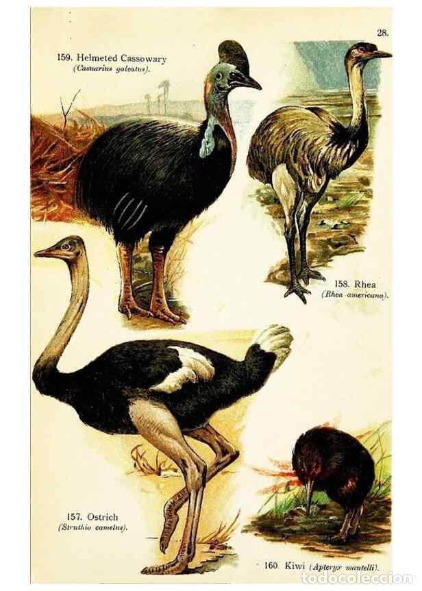 Collezionismo di Riviste e Giornali: Reproducci&oacute;n/Reproduction 7971217644: Birds of the world for young people,. New York,F.A. Stokes Com