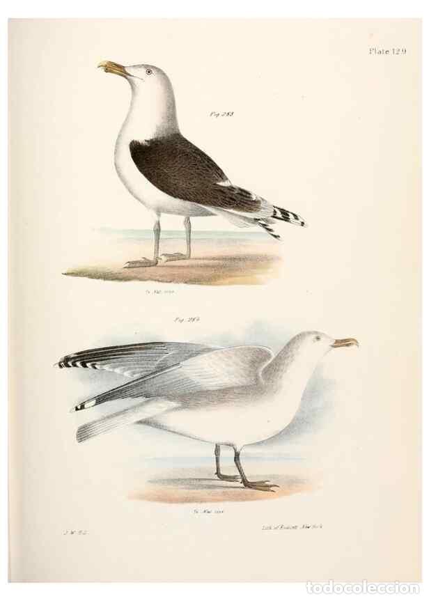 Collezionismo di Riviste e Giornali: Reproducci&oacute;n/Reproduction 7894736776: Zoology of New York;. Albany :W. & A. White & J. Visscher :184