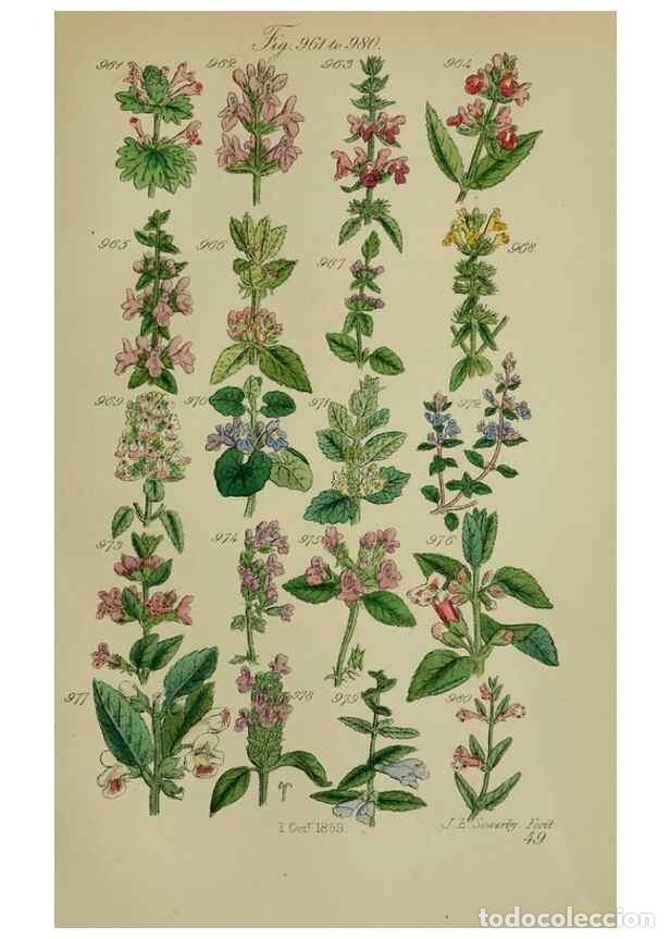 Sammeln von Zeitschriften und Zeitungen: Reproducci&oacute;n/Reproduction 7507520564: British wild flowers.. London,J. Van Voorst,1876. - Johnson, C