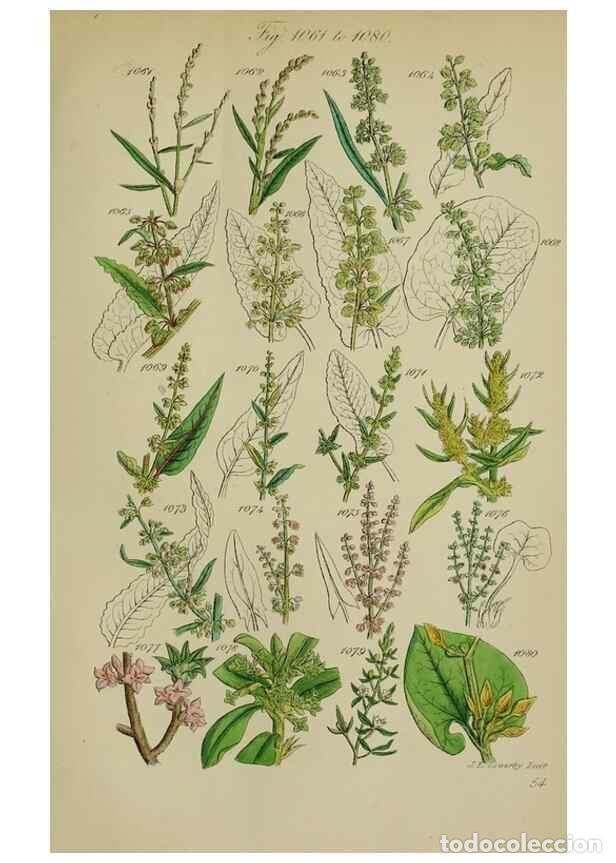 Sammeln von Zeitschriften und Zeitungen: Reproducci&oacute;n/Reproduction 7507529118: British wild flowers.. London,J. Van Voorst,1876. - Johnson, C