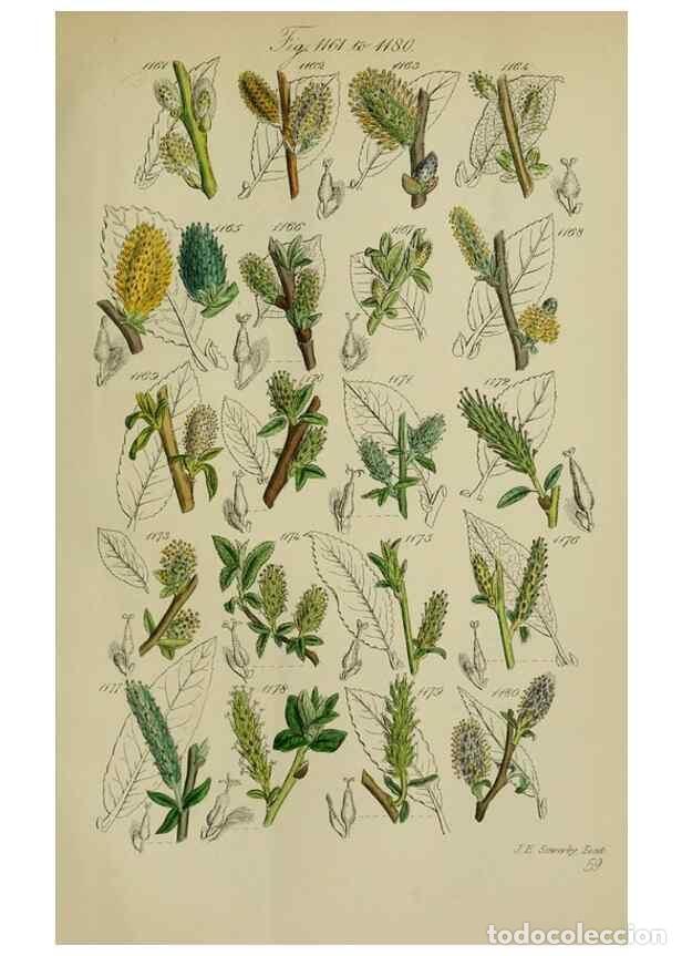 Sammeln von Zeitschriften und Zeitungen: Reproducci&oacute;n/Reproduction 7507536348: British wild flowers.. London,J. Van Voorst,1876. - Johnson, C