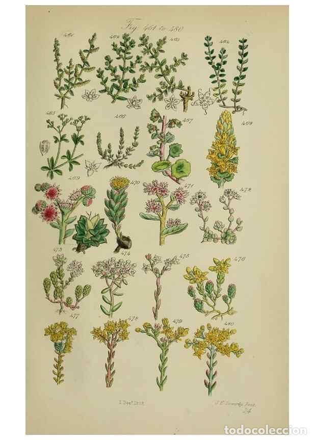 Sammeln von Zeitschriften und Zeitungen: Reproducci&oacute;n/Reproduction 7507486736: British wild flowers.. London,J. Van Voorst,1876. - Johnson, C