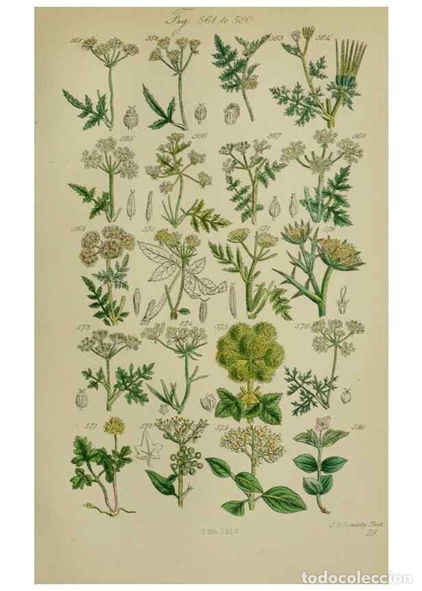 Colecionismo de Revistas e Jornais: Reproducci&oacute;n/Reproduction 7507493596: British wild flowers.. London,J. Van Voorst,1876. - Johnson, C
