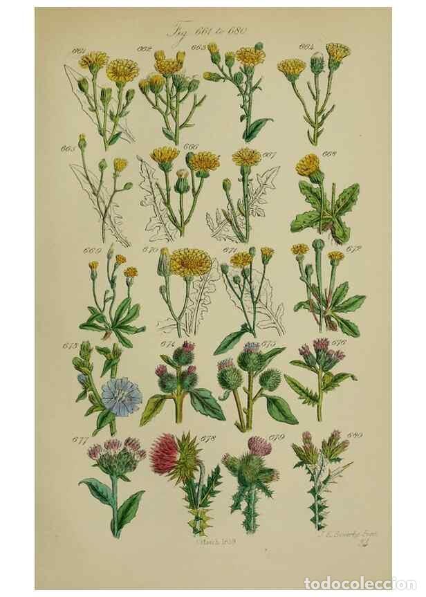 Colecionismo de Revistas e Jornais: Reproducci&oacute;n/Reproduction 7507500220: British wild flowers.. London,J. Van Voorst,1876. - Johnson, C