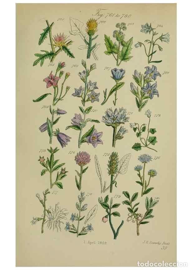 Sammeln von Zeitschriften und Zeitungen: Reproducci&oacute;n/Reproduction 7507506730: British wild flowers.. London,J. Van Voorst,1876. - Johnson, C
