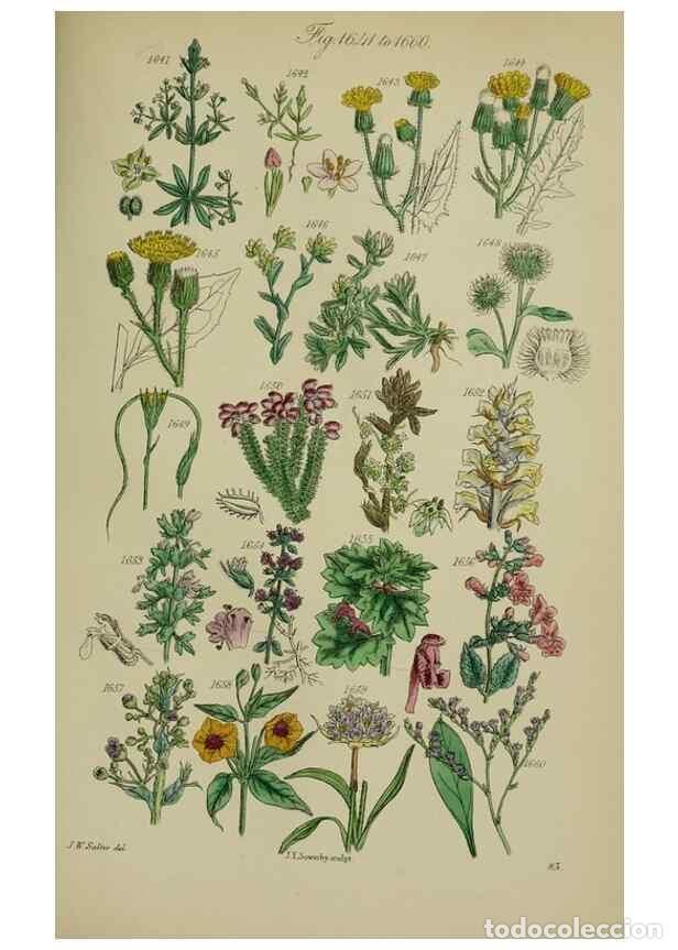 Sammeln von Zeitschriften und Zeitungen: Reproducci&oacute;n/Reproduction 7507573520: British wild flowers.. London,J. Van Voorst,1876. - Johnson, C
