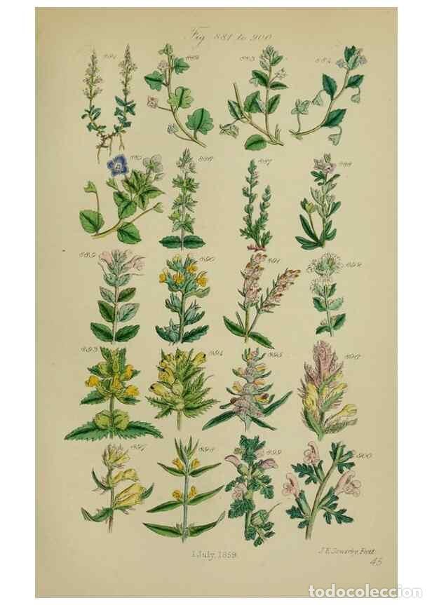 Collectionnisme de Revues et Journaux: Reproducci&oacute;n/Reproduction 7507514306: British wild flowers.. London,J. Van Voorst,1876. - Johnson, C