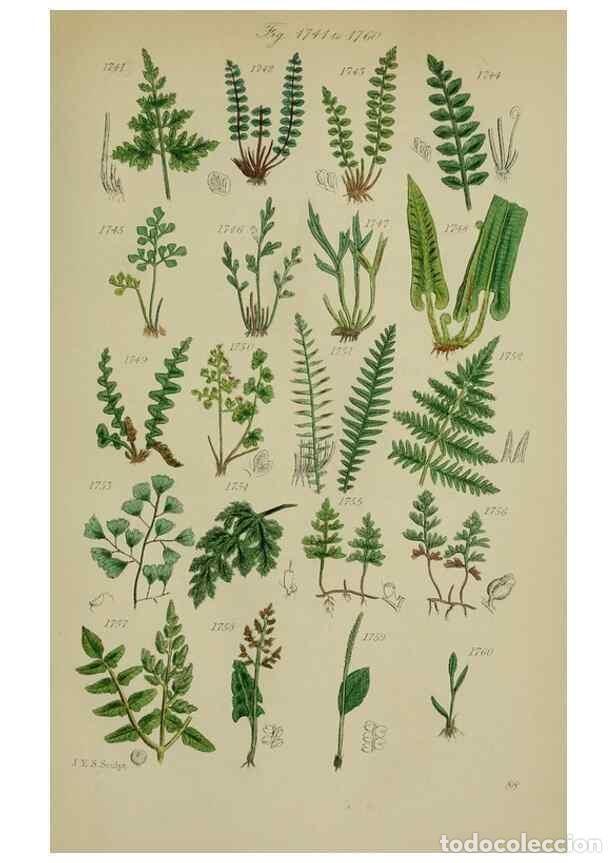 Coleccionismo de Revistas y Peri&oacute;dicos: Reproducci&oacute;n/Reproduction 7507581334: British wild flowers.. London,J. Van Voorst,1876. - Johnson, C