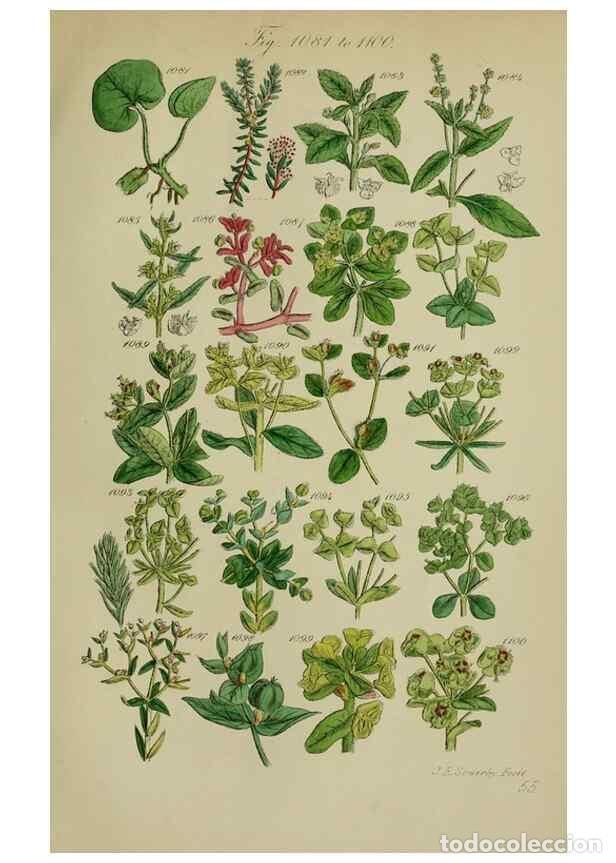 Sammeln von Zeitschriften und Zeitungen: Reproducci&oacute;n/Reproduction 7507530582: British wild flowers.. London,J. Van Voorst,1876. - Johnson, C