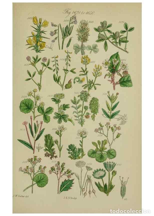 Colecionismo de Revistas e Jornais: Reproducci&oacute;n/Reproduction 7507572186: British wild flowers.. London,J. Van Voorst,1876. - Johnson, C