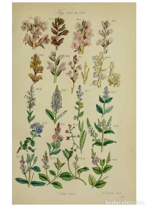 Sammeln von Zeitschriften und Zeitungen: Reproducci&oacute;n/Reproduction 7507512740: British wild flowers.. London,J. Van Voorst,1876. - Johnson, C