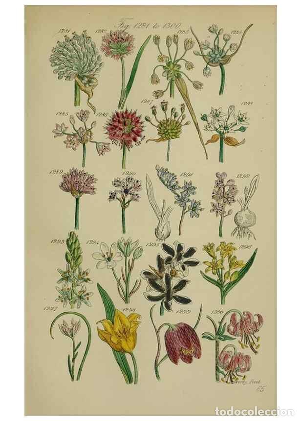 Colecionismo de Revistas e Jornais: Reproducci&oacute;n/Reproduction 7507546686: British wild flowers.. London,J. Van Voorst,1876. - Johnson, C