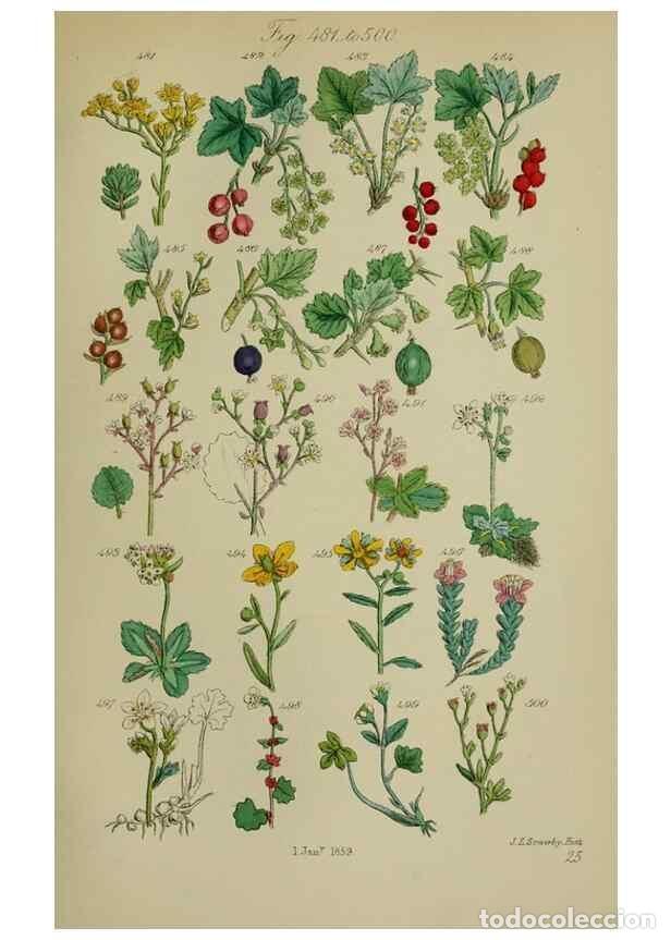 Collezionismo di Riviste e Giornali: Reproducci&oacute;n/Reproduction 7507487950: British wild flowers.. London,J. Van Voorst,1876. - Johnson, C
